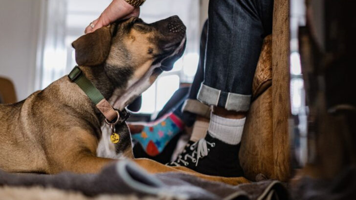 19 Little Things Your Dog Picks Up on Every Day—and What They Say About Your Relationship