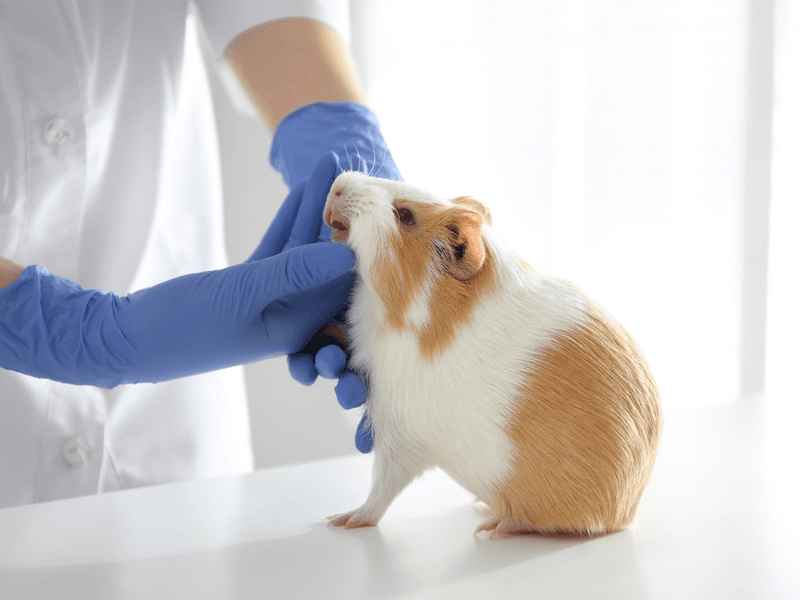 3. They Require Regular Vet Check-Ups