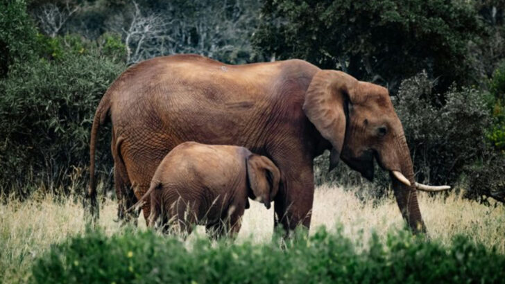 20 Animals That React to Loss and Death in Ways You Didn’t Expect