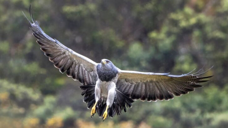 20 Birds of Prey That Find Their Strength and Freedom in Mountainous Terrain