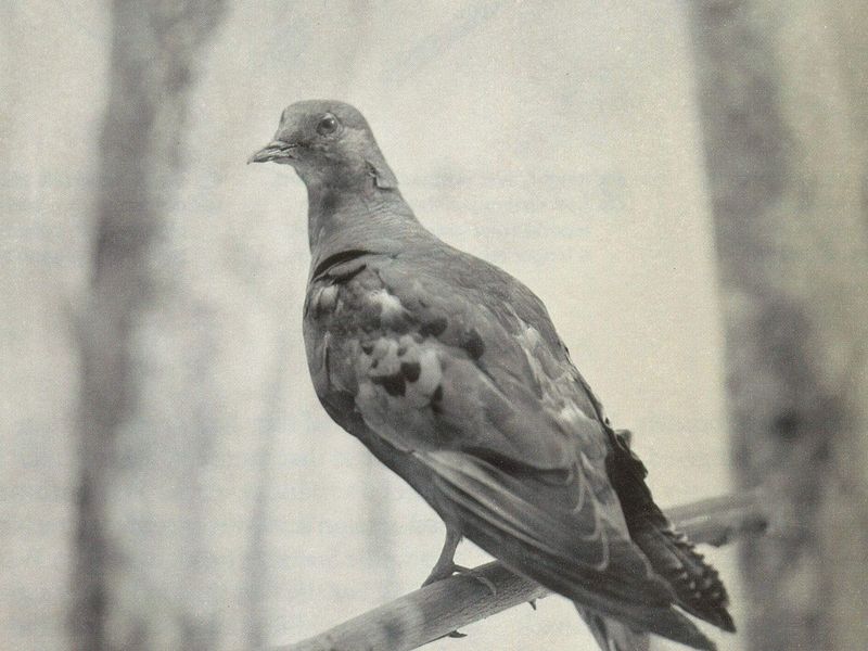 Passenger Pigeon
