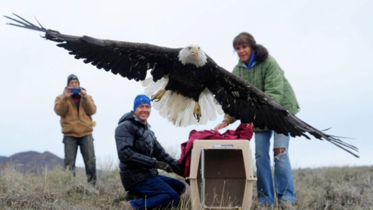 20 Creatures That Vanished from U.S. Forests—And 5 That Are Quietly Coming Back