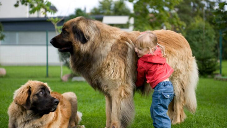 20 Giant Dog Breeds and the Tips You Need to Raise Them Right