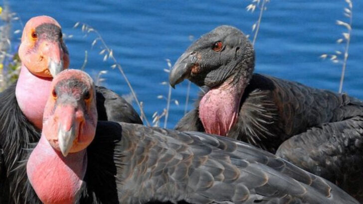 20 Mammals on the Brink in North America—and Why Almost No One Is Talking About Them
