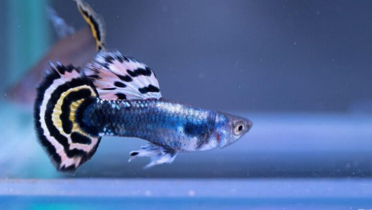 20 Stunning Guppy Varieties That Belong in Your Aquarium