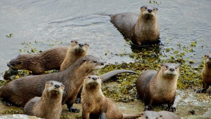 20 U.S. Rivers With the Strongest Otter Populations — Wildlife Experts Reveal Where