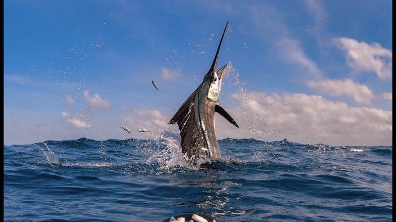 Sailfish