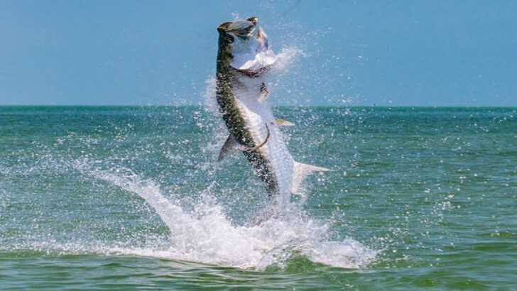 20 of the Fastest Fish in the Ocean—And Where You Might Actually See One This Summer