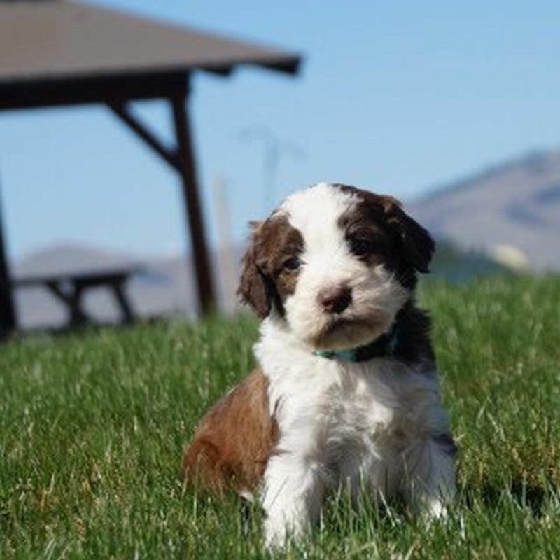 Springerdoodle