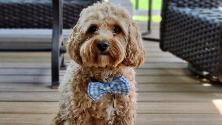 21 Doodle Dog Breeds Taking the Pet World by Storm in 2025