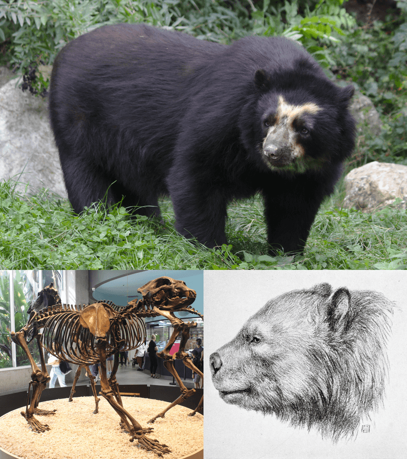 Giant Short-faced Bear