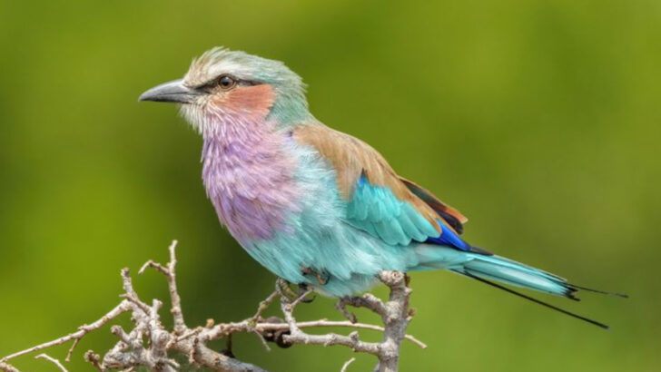 21 Unusually Colored Birds You Might See in Your Backyard