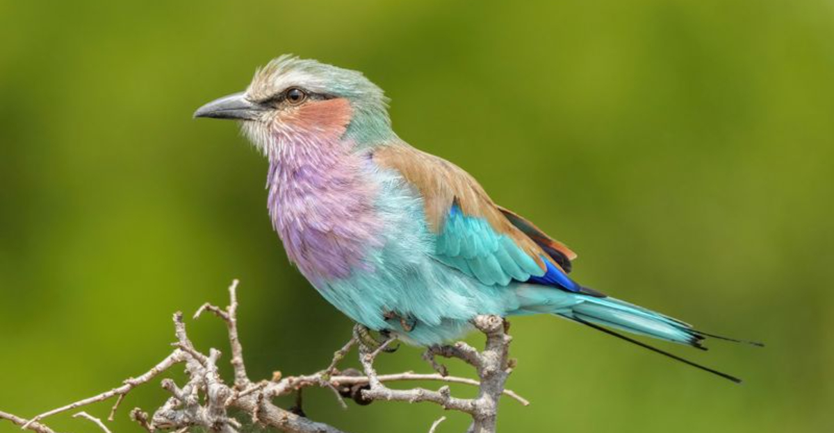 21 Unusually Colored Birds You Might See in Your Backyard - Exploring ...