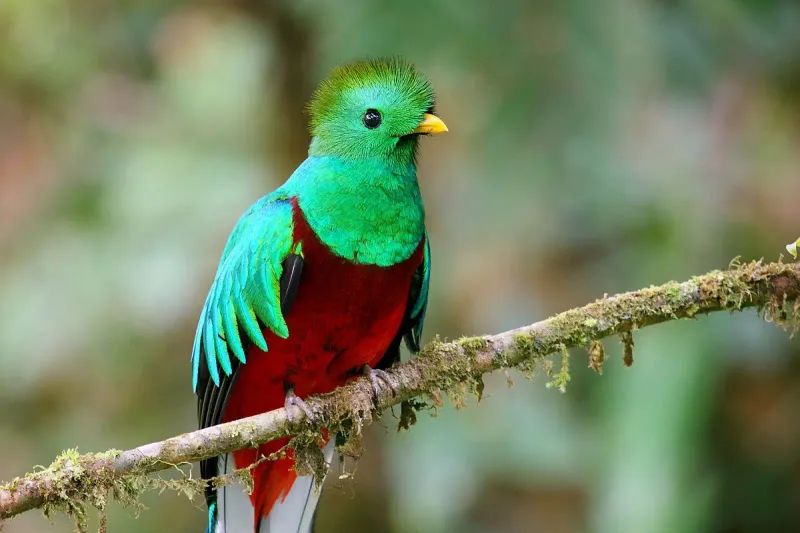 Resplendent Quetzal