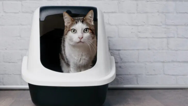 21 Warning Signs Your Cat Is in Pain and Needs Help