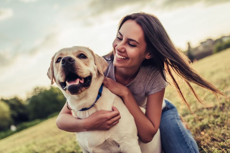 Labrador Retriever
