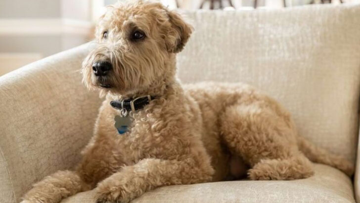 22 Easygoing Dog Breeds That Are Perfect for First-Time Owners