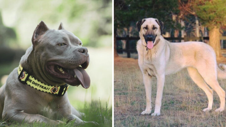 22 Scariest Dog Breeds That Turn Heads for a Reason