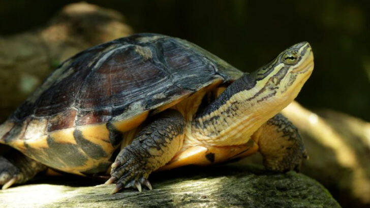 25 Beloved Pets That Are Disappearing Fast—But These 3 Comebacks Give Us Hope