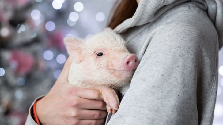 25 Lovable Animals That Crave Human Company (And Will Totally Win Your Heart)
