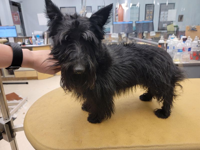 Scottish Terrier