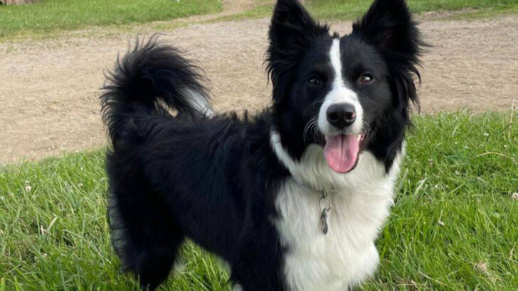 27 Dog Breeds That Are Too Demanding