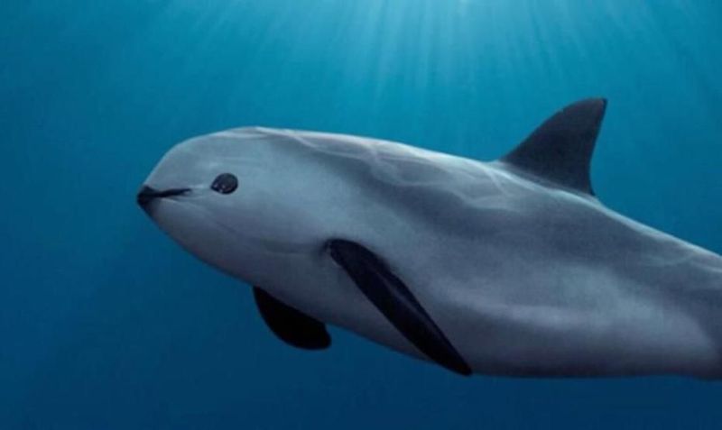 Vaquita