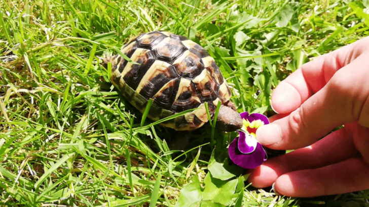 3 Water Turtles That Are Hard to Care For and 12 Land Turtles That Make Perfect Pets