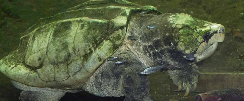 Alligator Snapping Turtle