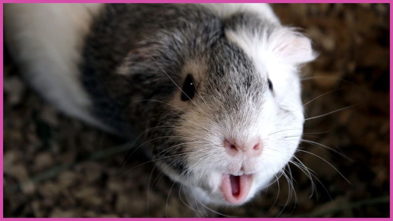 4. Guinea Pigs Are Vocal Communicators