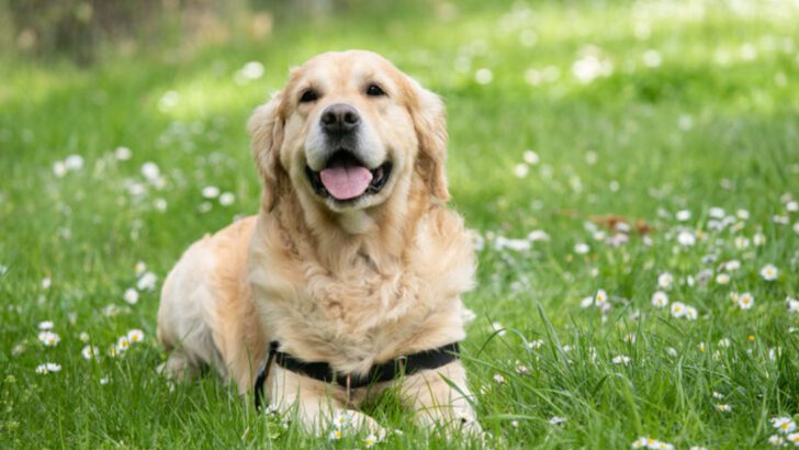 30 Dog Breeds with Big Hearts and Even Bigger Cuddle