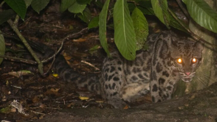 5 Big Cats You’ve Never Heard Of and 6 More That Are Vanishing Fast