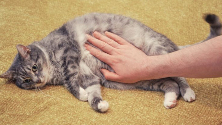 5 Cat Symptoms That Aren’t Stomach-Related and 15 That Definitely Are