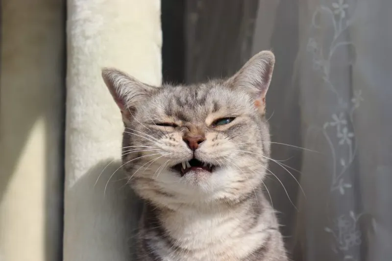 Sneezing and Runny Nose