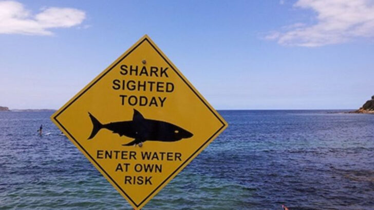 5 Shark Hotspots to Avoid This Summer and 6 Safer Waters You Can Actually Enjoy