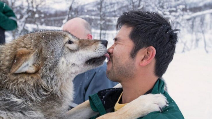 5 Things That Can Get You Hurt If You See a Wolf—and 10 That Could Save Your Life