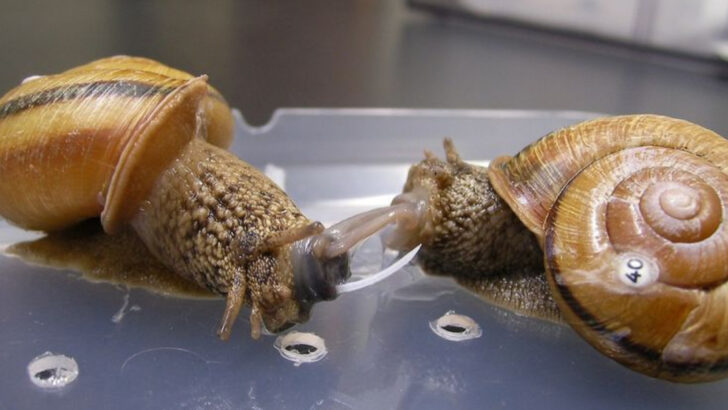 6 Creatures That Turn Romance Into a Death Sentence