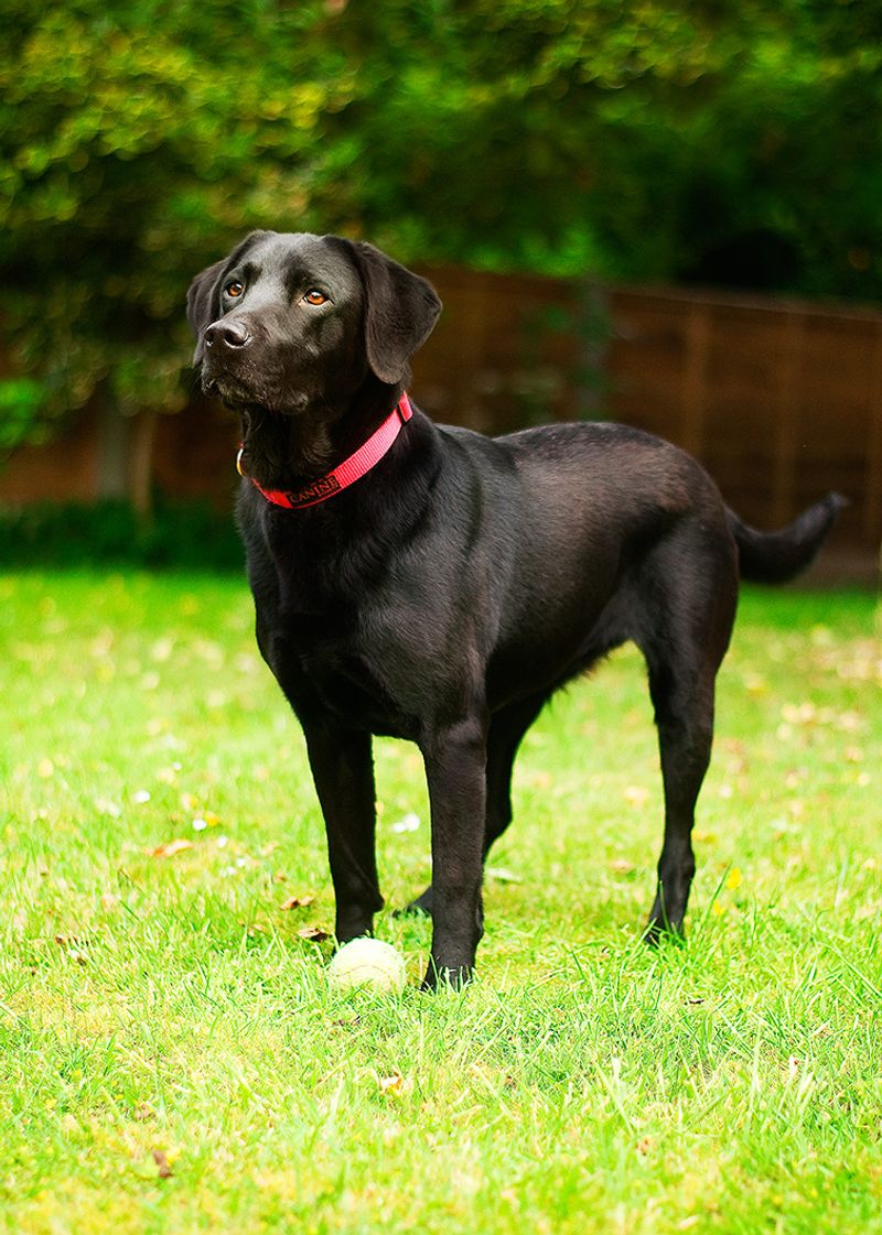 Red Collar