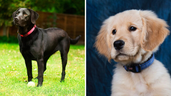 6 Dog Collar Colors That Every Owner Should Know—And What Each One Secretly Says About Your Pet