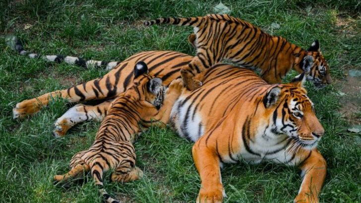6 Endangered Big Cats Worth Fighting For and 2 That May Be Gone Too Soon