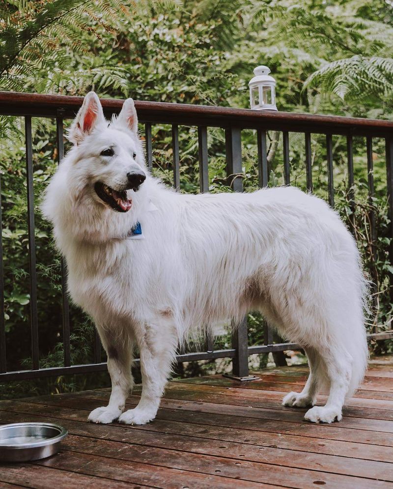 White Swiss Shepherd