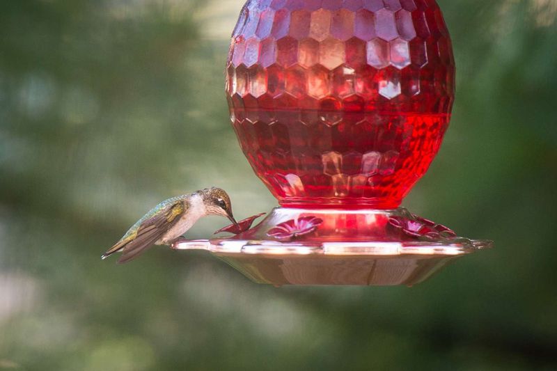 Mistake 1: Using Red Dye in Feeders
