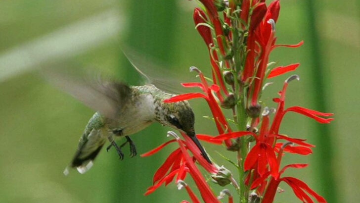 6 Mistakes People Make Around Hummingbirds and 10 Ways to Help Them Instead