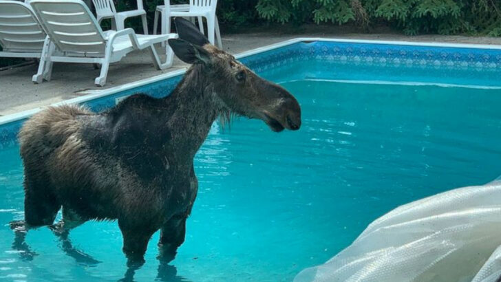 6 Times Wild Animals Surprised People in the Most Unexpected Places