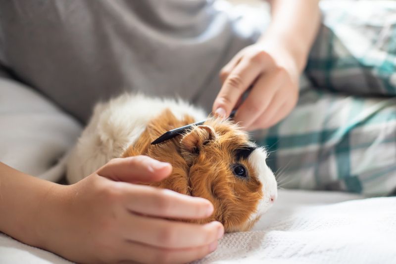 7. Grooming Is Essential