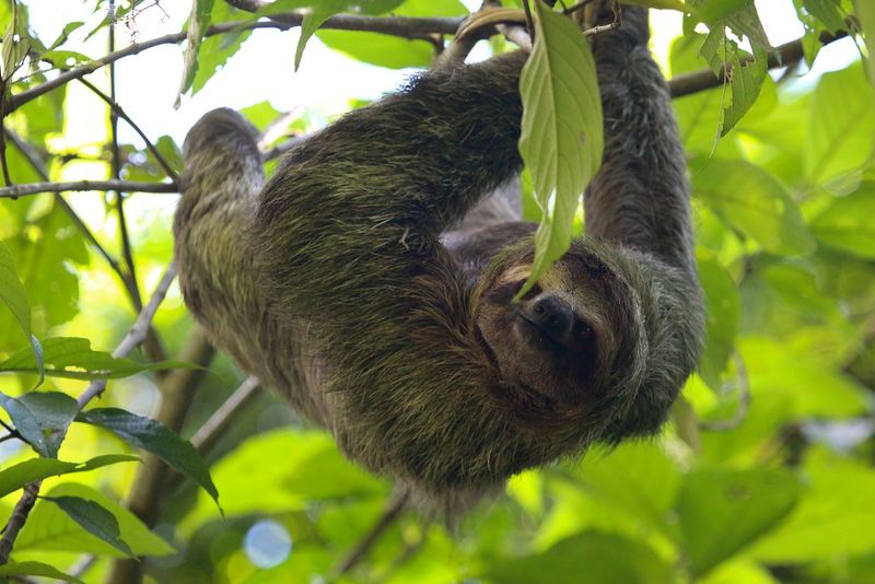 Pygmy Three-Toed Sloth