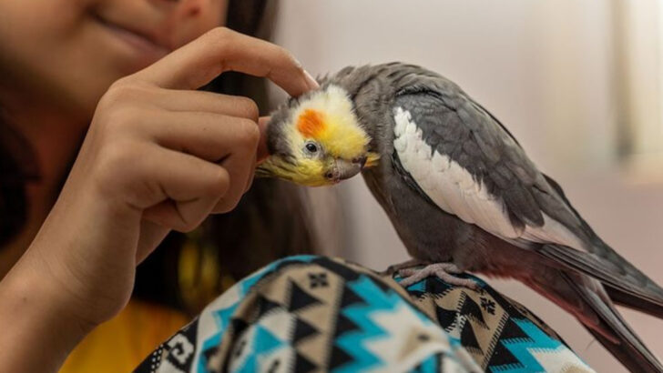 7 Animals That Know When You’re Sick — And Try to Help You