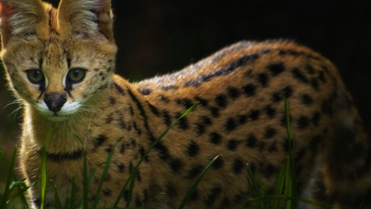7 Animals You Can’t Keep as Pets In the U.S. and 15 Wild Ones You Surprisingly Can