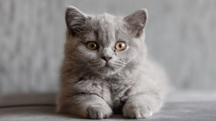 7 Cat Breeds Worth Every Penny—and 7 That Might Not Be Worth the Price