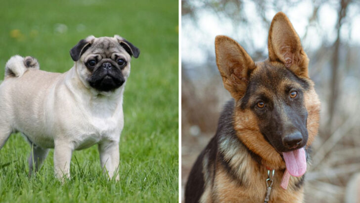 7 Dog Breeds I’ll Never Own Again and 7 I’d Choose Every Time